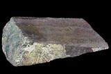 Polished Dinosaur Bone (Gembone) Section - Utah #106899-2
